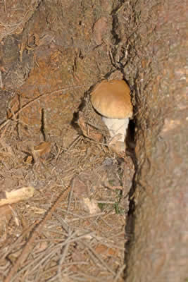Schovaná houba