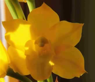 Žlutá faleonopsis