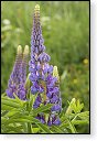 Lupinus