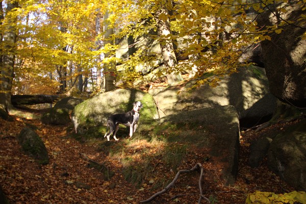 Nad Oldřichovským sedlem