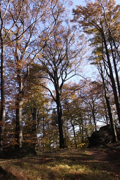 Nad Oldřichovským sedlem