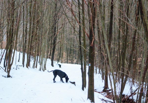 Sedmihorky, 2.2.2019