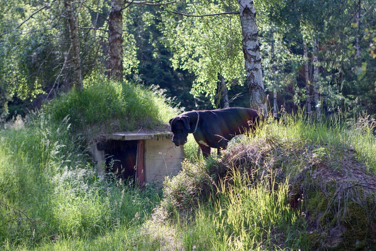 Sobotní ranní houbařská