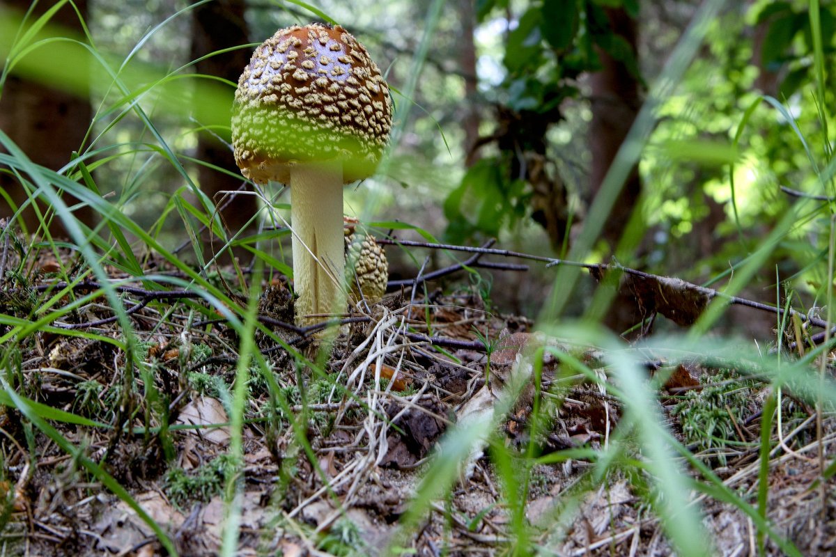 Sobotní ranní houbařská