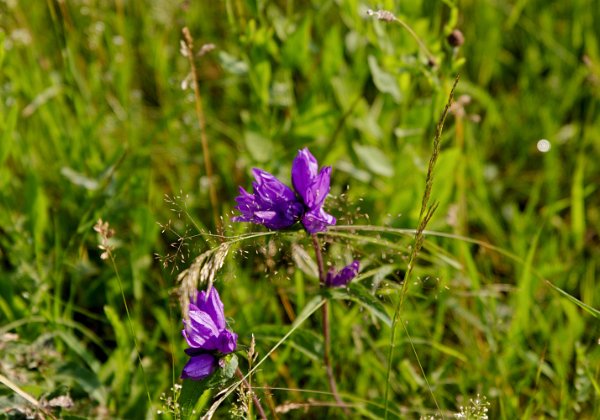 2020-06-27 Z Rašovky na Javorník