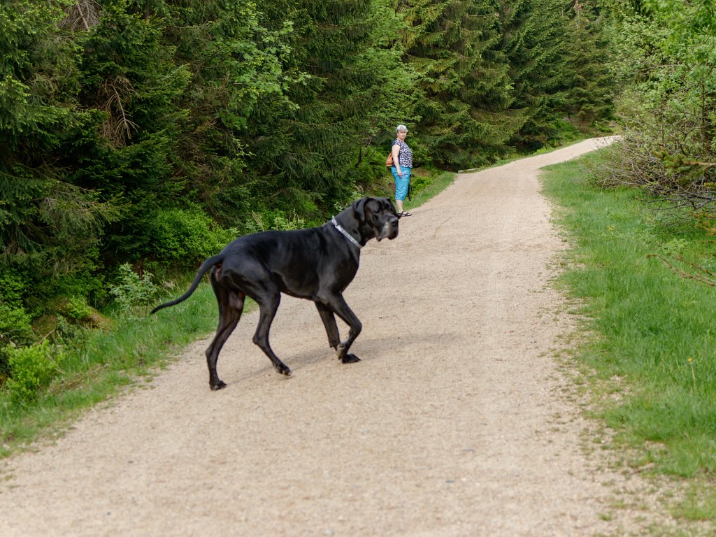 2021-06-12 Smědava