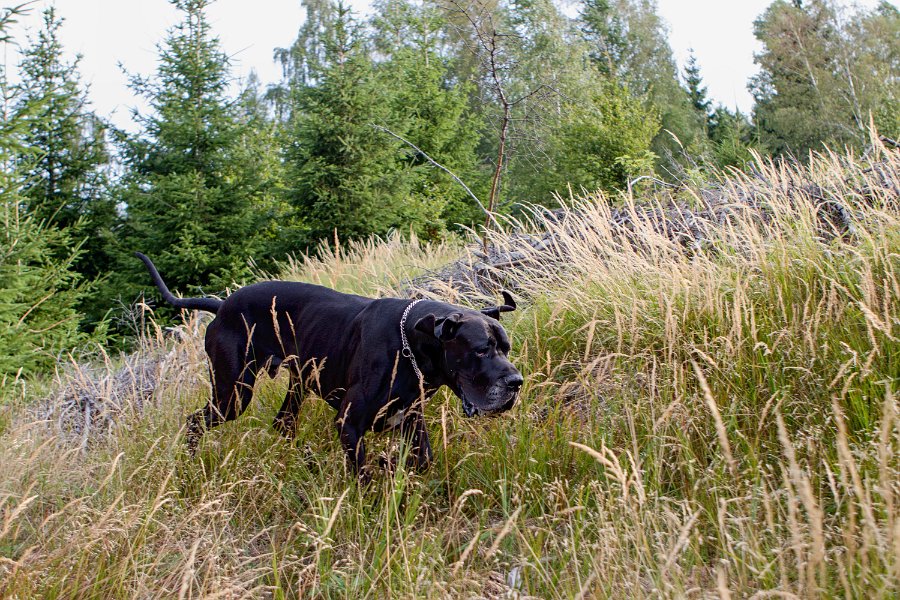 Sobotní ranní houbová