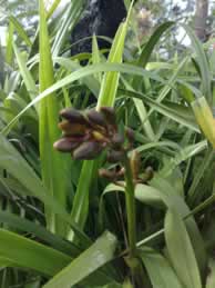 Cymbidium poupata