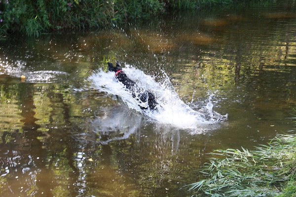 Zvířetník /srpen 2011