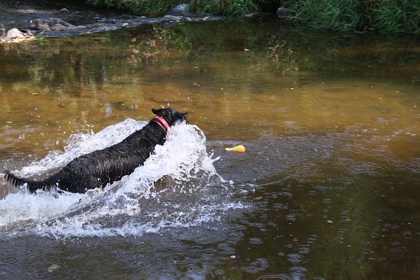 Zvířetník /srpen 2011