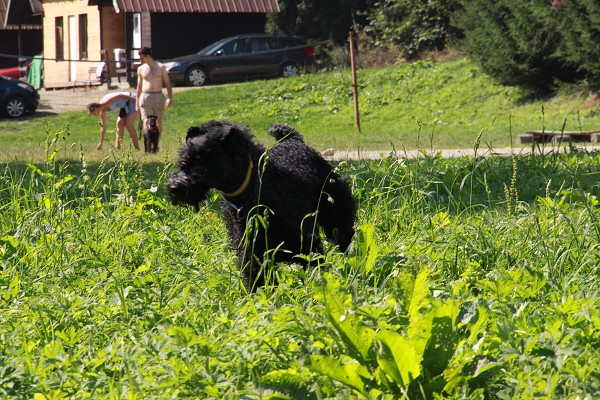 Zvířetník /srpen 2011