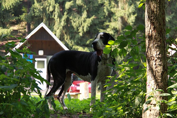 Zvířetník /srpen 2011